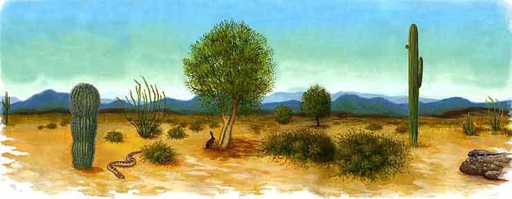 Esta imagen es un paisaje desértico hay cactus, algunos árboles, matorrales, una víbora. Este es el lugar donde habita el berrendo.
